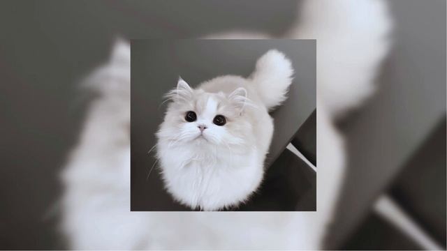 Kalam Eineh (Sherine) - Sped Up