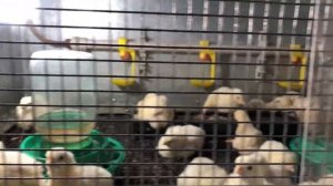 22 день инкубации бройлерных яиц🙌 Росс-308🐣