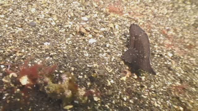 Сумбава остров, Индонезия (Sambawa Island)