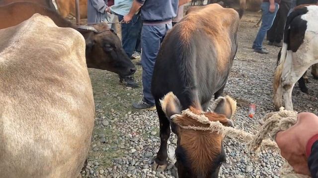 ФАКАТ МОЛИ АРЗОН МОЛБОЗОРИ ЧУЗИ