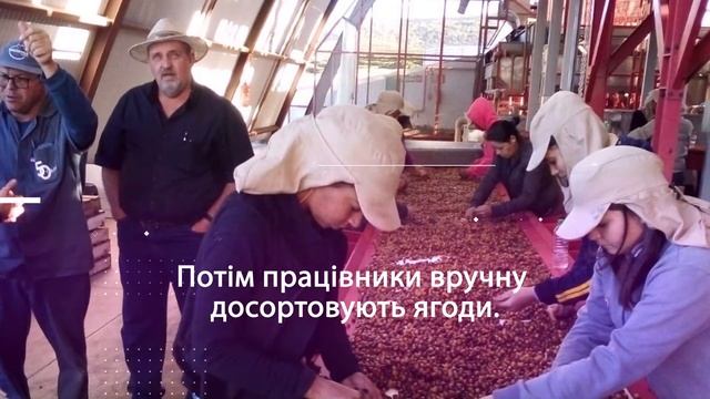 Бразилія. Особливості обробки зеленої кави. смотреть онлайн