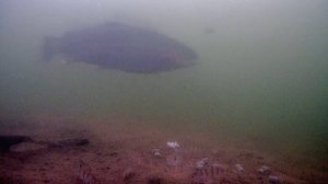 Форель под водой. Почему форель не клюет.