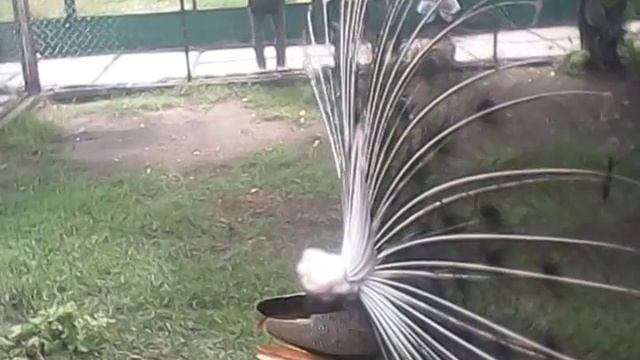 Peacock Song.  песня павлина.