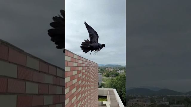 Вороний виндсёрфинг... ))