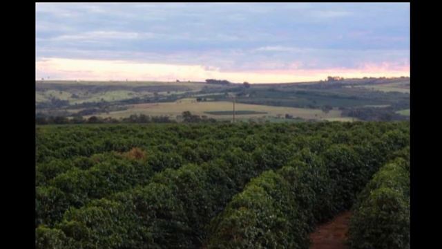 coffee culture in Brasil смотреть онлайн