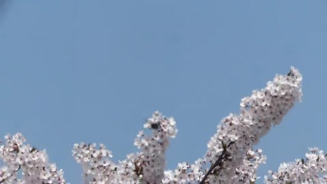 Carpenter Bee Male Flying Around Cherry Blossoms クマバチ♂の占有飛行＠桜満開 смотреть онлайн