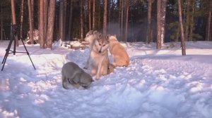 Маленькая Куся, будущая чемпионка России по лосю