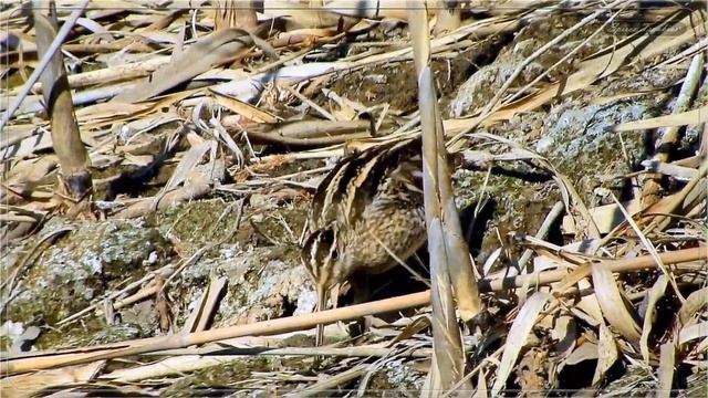 Μπεκατσίνι σε Καλαμιώνα - Common Snipe смотреть онлайн