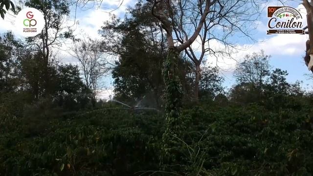 9.1 - Coffea canephora in VIETNAM (in English) смотреть онлайн