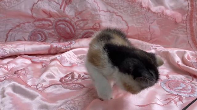 Девочка смотреть онлайн