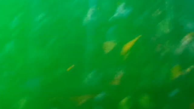 Jise Dekh Mera Dill Dharka//Stage Performance// By Rashmita Kurmi.. At Doomdooma (Hilikha Hukanguri смотреть онлайн