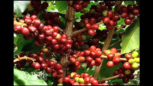 Planta , rubiáceas, Coffea arabica ,Café смотреть онлайн