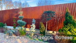 Прогулка по саду 12 января 2025 года. Фотиния.