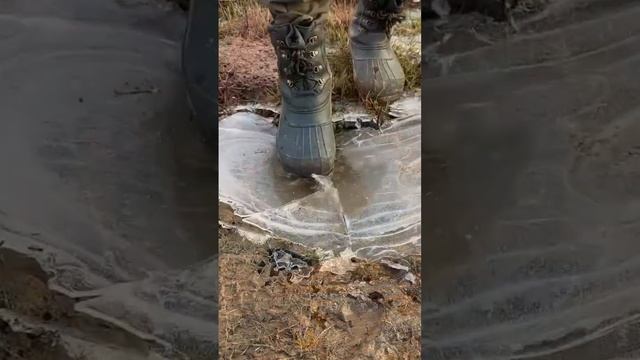 Утро в лесу