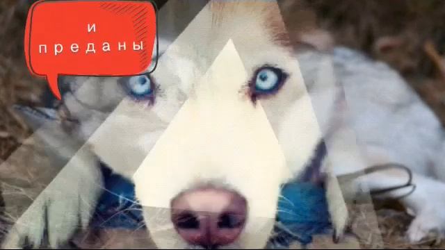 Собака хаски🐺🐺🐺 смотреть онлайн