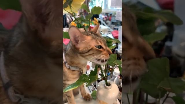 МОЯ ЛЮБИМАЯ КОШКА АЛИСА смотреть онлайн