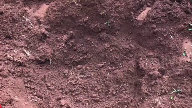 CARA PEBUATAN LOBANG TANAM STANDAR KOPI ROBUSTA DAN PEMBERIAN PUPUK DASAR ORGANIK смотреть онлайн