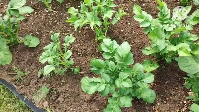 Прополка и окучивание картофеля. смотреть онлайн
