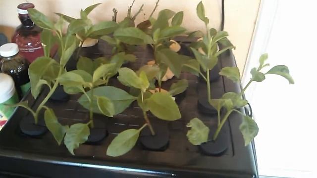 Gynura Procumbens - Cloning - Part 2 смотреть онлайн