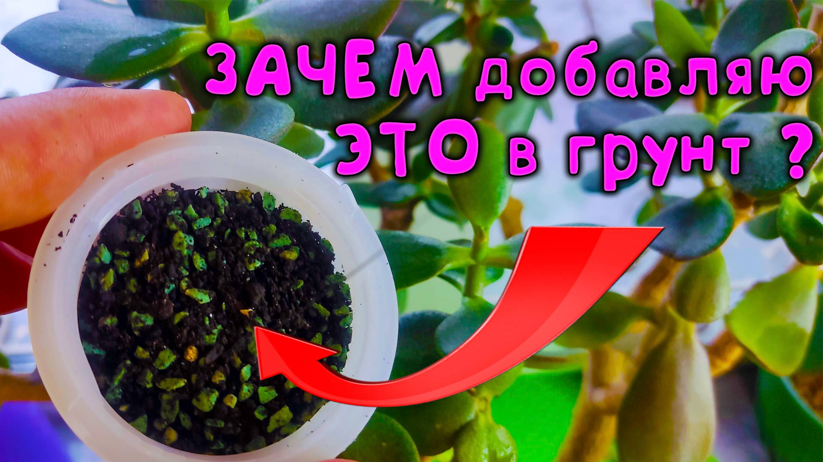 ✅ ПЕРЕСАДКА ДЕНЕЖНОГО ДЕРЕВА 💰 пошаговый мастер класс от эксперта🧐 смотреть онлайн