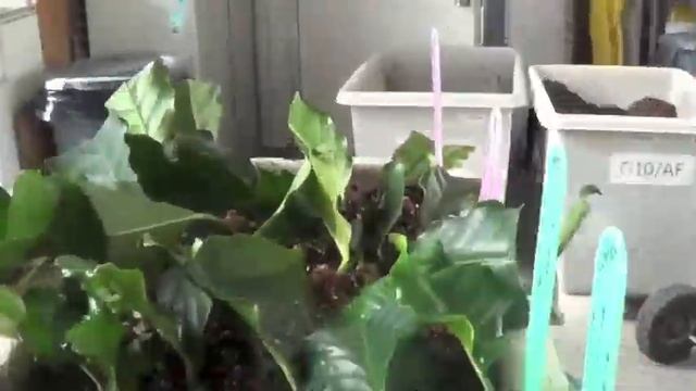 Coffee propagation смотреть онлайн