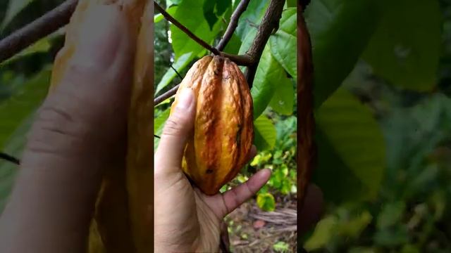 Buah Kakao смотреть онлайн