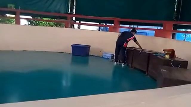 шоу змеу тайланд 2017 поцелуй кобры смотреть онлайн