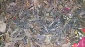 Иван-чай из морозилки.#Деревенскоесело