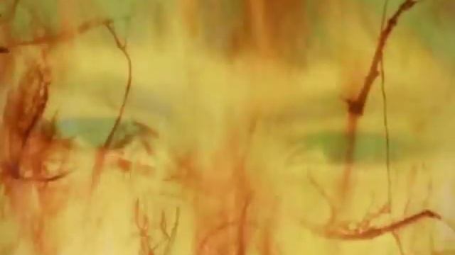 Enigma - The Eyes Of Truth (Official Video)