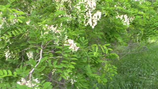MVI_1356 смотреть онлайн