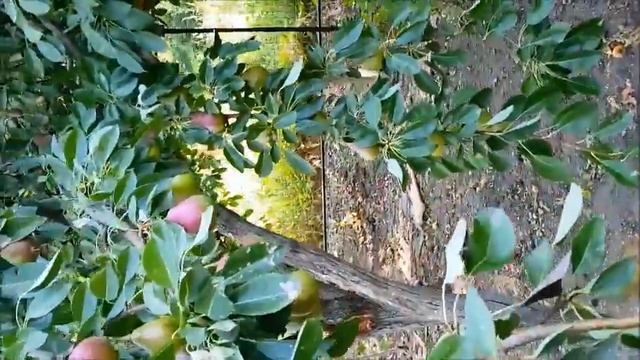 Нужен совет! Сад ЕлеНика - как спасти урожай груши?! смотреть онлайн