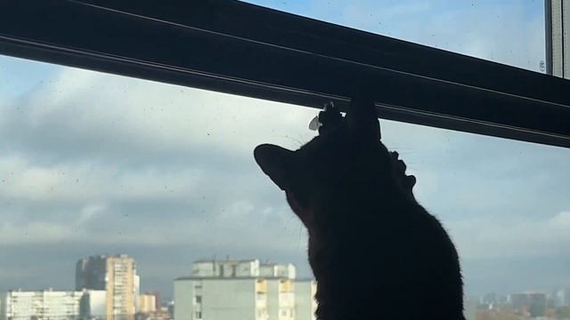 Наша бурма!!! смотреть онлайн