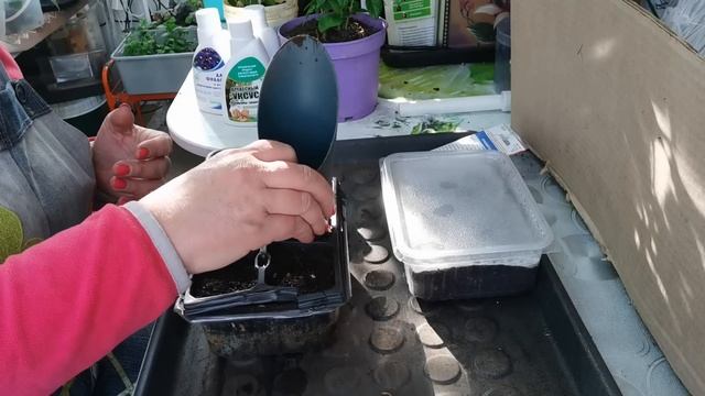 Только так сею базилик и всегда хорошо всходит. Кипрский базилик всю зиму черенкую смотреть онлайн