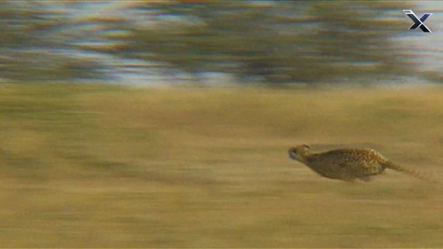 The Cheetah Is The Fastest Animal In The World
