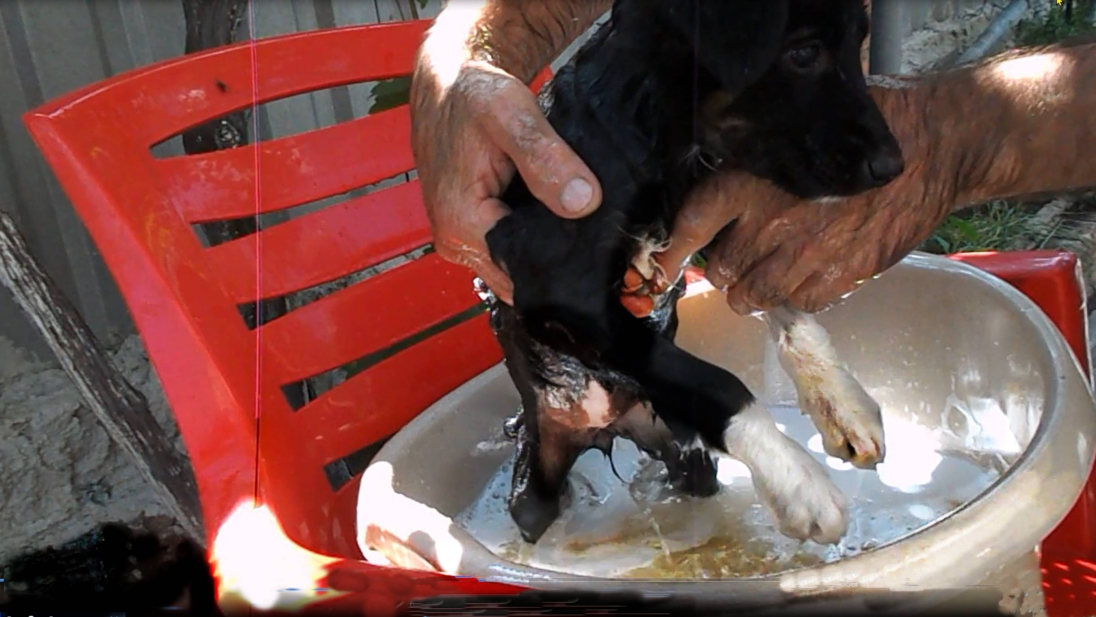 🌊🐕🐾 Щенок любит купаться . смотреть онлайн