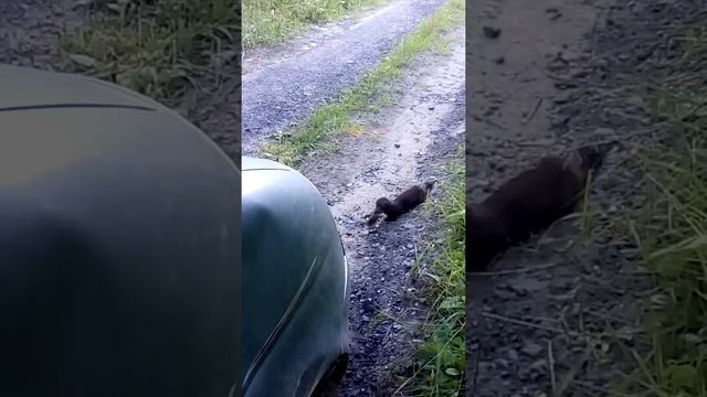 Норка в Кемерово смотреть онлайн
