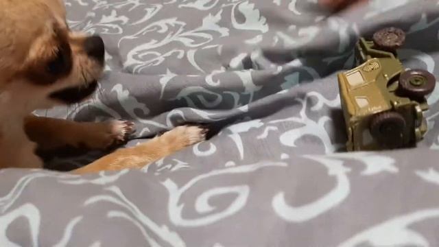 Chihua hua Milka Чихуа хуа Чихуашка Милка играет смотреть онлайн