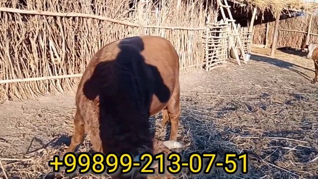 Тана Сатылады/Кегейли/Мал Базар/14-Декабр/+99899-213-07-51 смотреть онлайн