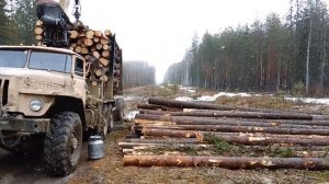 Урал лесовоз За лесом по болоту день 2