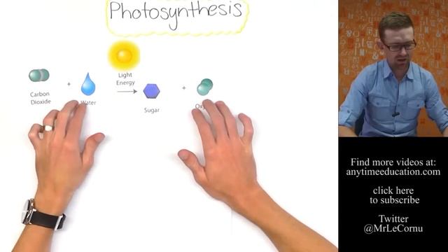 What Is Photosynthesis?