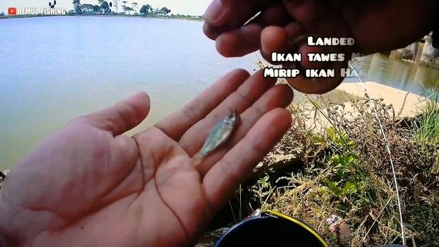 Micro Fishing Tanago Jepang Ala Indonesia❗