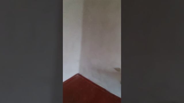 Продам дом г. Бирюч Красногвардейский р-н Белгородская обл. Тел 89100309077 смотреть онлайн