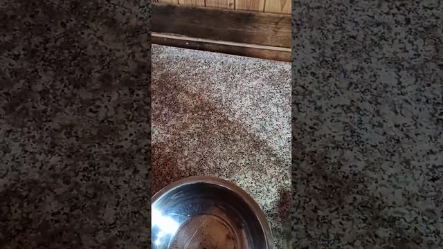 Неистовые напитки