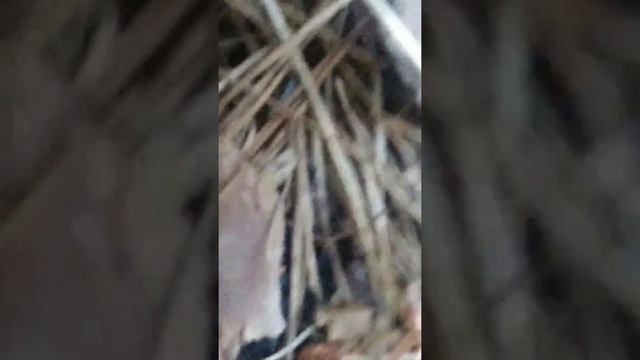 I found a mole in my pool! смотреть онлайн