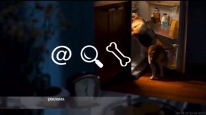 Рекламная Заставка (Первый Канал Сентябрь осень собака ищет што поесть ночь)