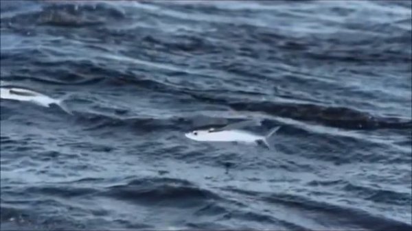 Дидюля - День