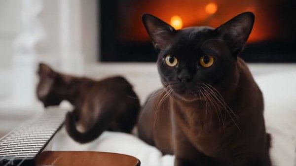 Баллада о Бурме. Питомник бурманских кошек Freya Way*RU