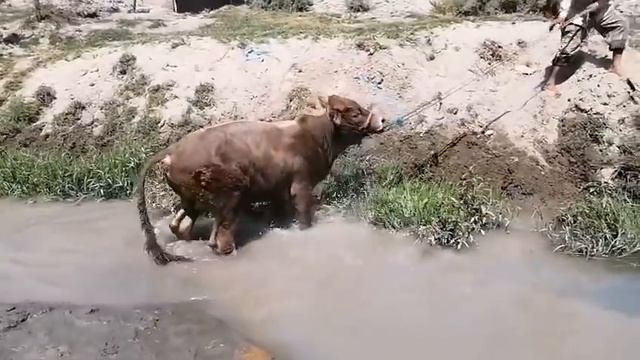 ФЕРМА САРШАВИ КОР АЙ НОЛ БУКА ПАРВАРИ ДАР Точикистон кора сар кардем нав смотреть онлайн