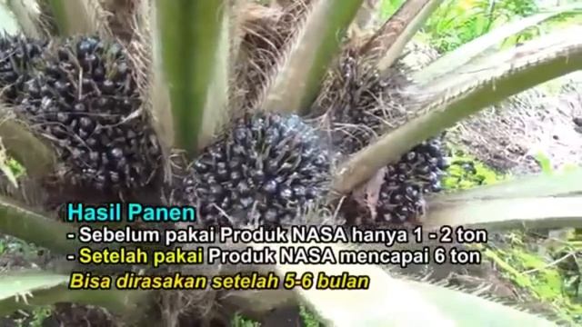 Pupuk Sawit Di Tanah Gambut Paling Bagus | Agar Sawit Berbuah Besar Dan Banyak смотреть онлайн