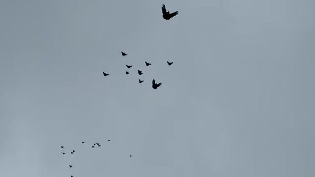 голуби смотреть онлайн